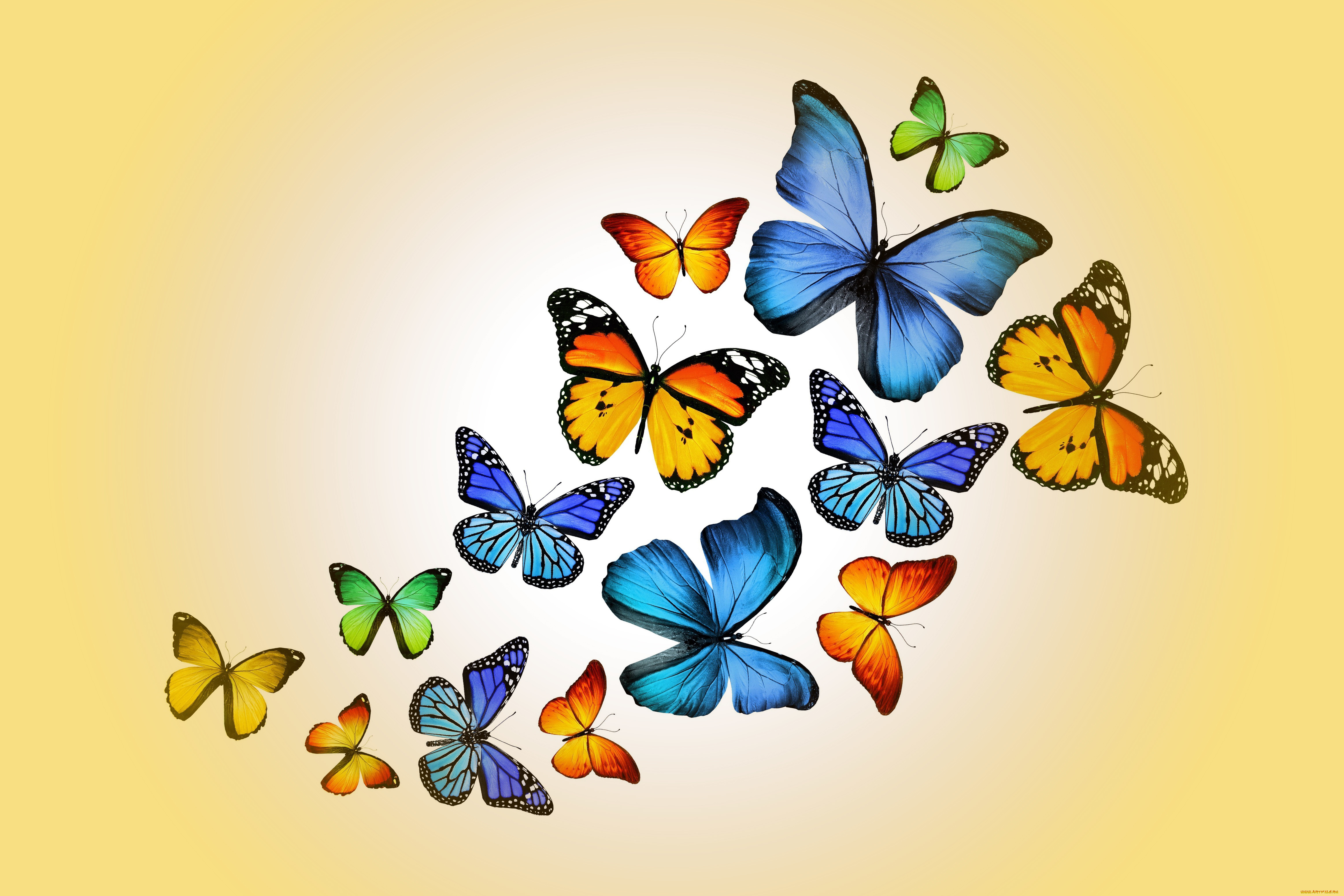 , ,  , marika, design, butterflies, colorful, yellow, 